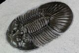 Scabriscutellum Trilobite - Tiny Axial Spines & Eye Facets #87461-2